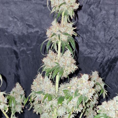 CG - El valle haze growlog timeline photo