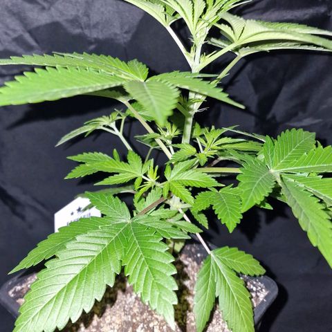 CG - El valle haze growlog timeline photo