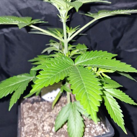 CG - El valle haze growlog timeline photo