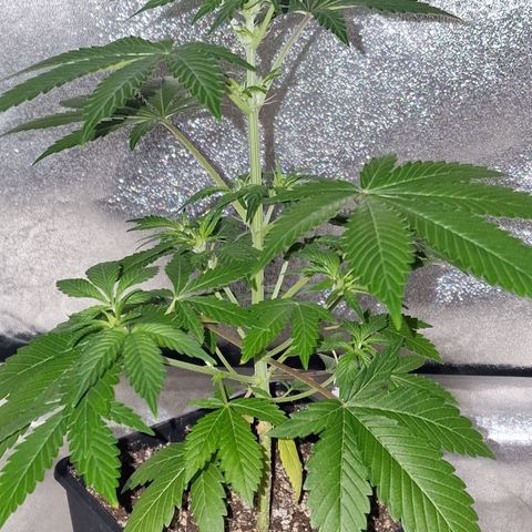 CG - El valle haze growlog timeline photo