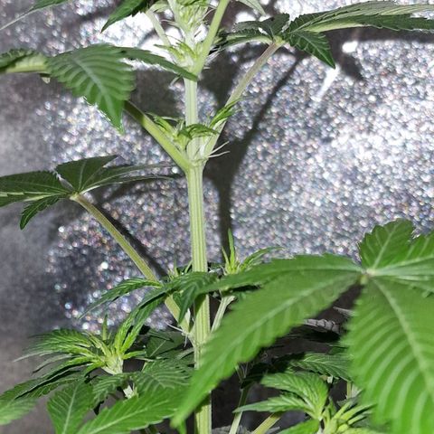 CG - El valle haze growlog timeline photo