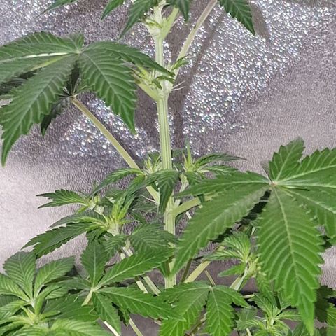 CG - El valle haze growlog timeline photo