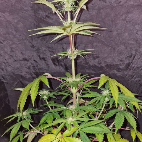 CG - El valle haze growlog timeline photo