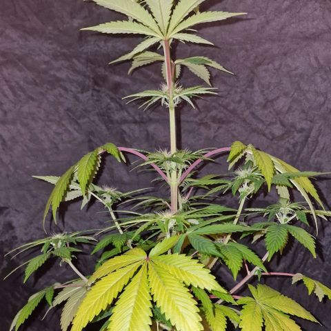 CG - El valle haze growlog timeline photo
