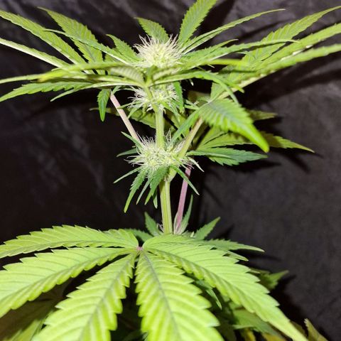 CG - El valle haze growlog timeline photo