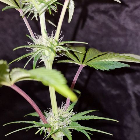 CG - El valle haze growlog timeline photo