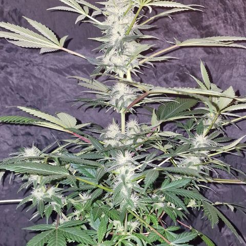 CG - El valle haze growlog timeline photo