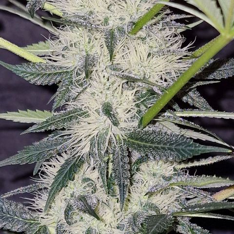 CG - El valle haze growlog timeline photo