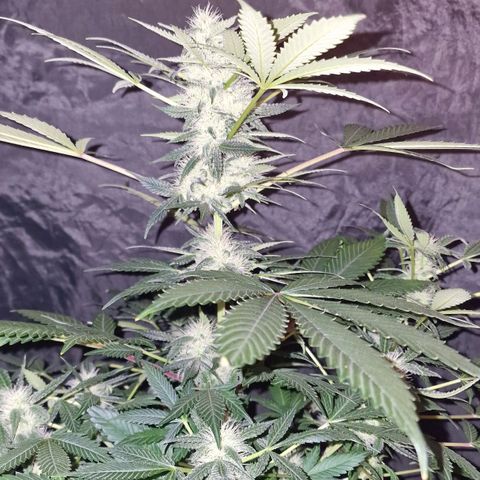 CG - El valle haze growlog timeline photo