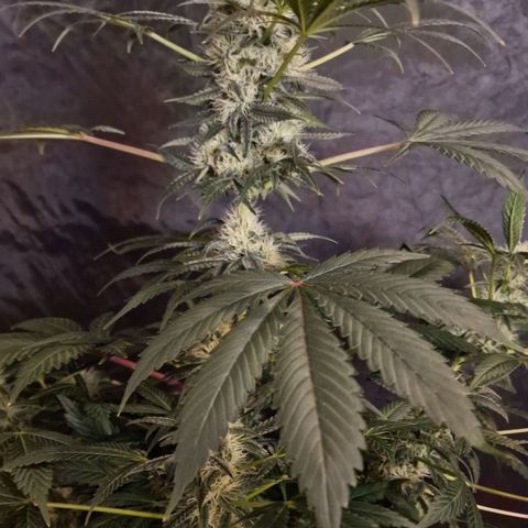 CG - El valle haze growlog timeline photo