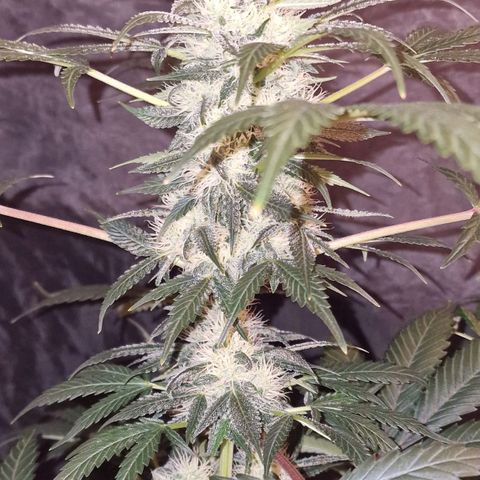 CG - El valle haze growlog timeline photo