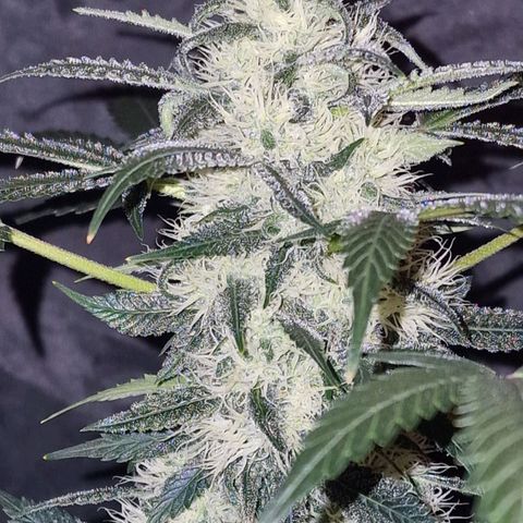 CG - El valle haze growlog timeline photo