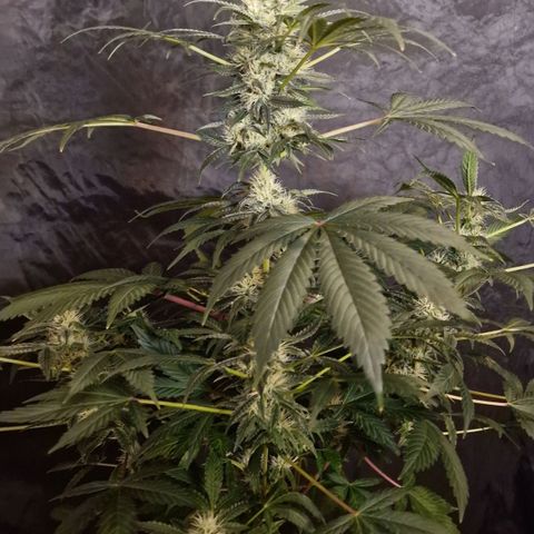 CG - El valle haze growlog timeline photo
