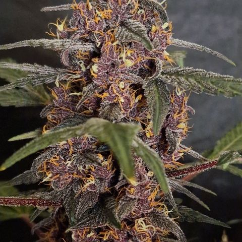 CG - El valle haze growlog timeline photo