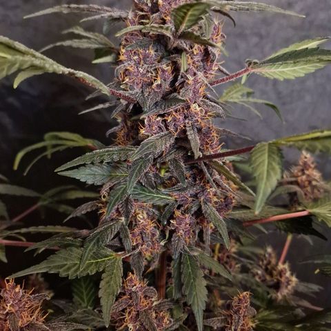 CG - El valle haze growlog timeline photo