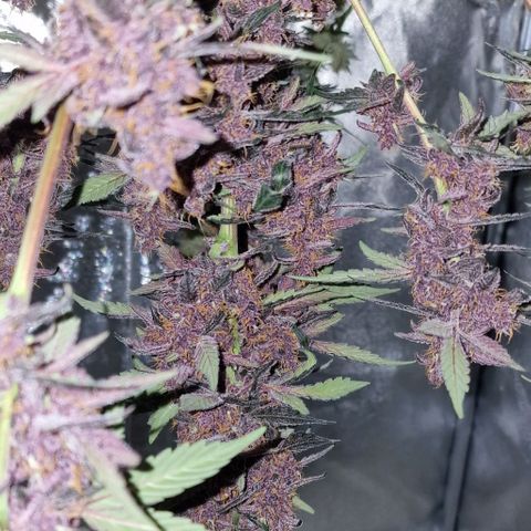CG - El valle haze growlog timeline photo