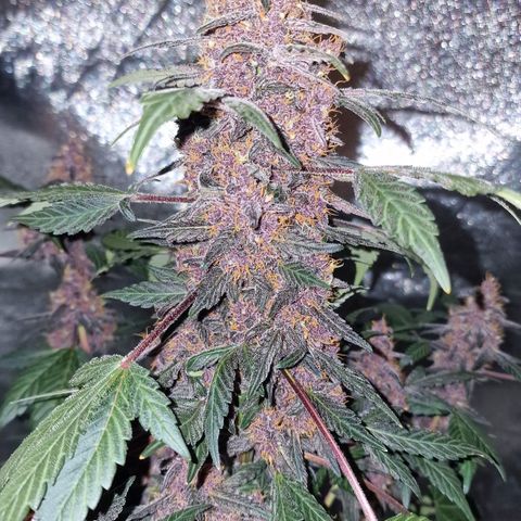 CG - El valle haze growlog timeline photo