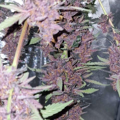 CG - El valle haze growlog timeline photo