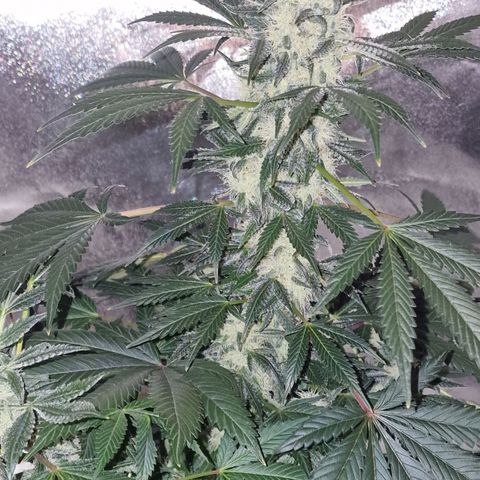 CG - El valle haze growlog timeline photo