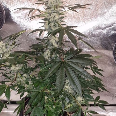 CG - El valle haze growlog timeline photo