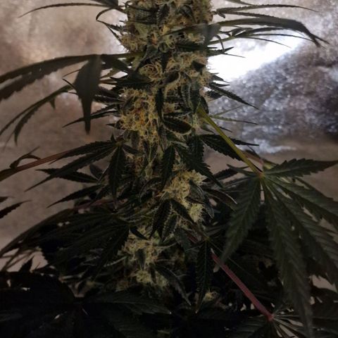 CG - El valle haze growlog timeline photo