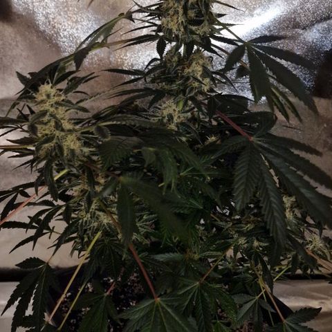 CG - El valle haze growlog timeline photo