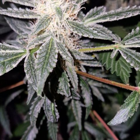 CG - El valle haze growlog timeline photo