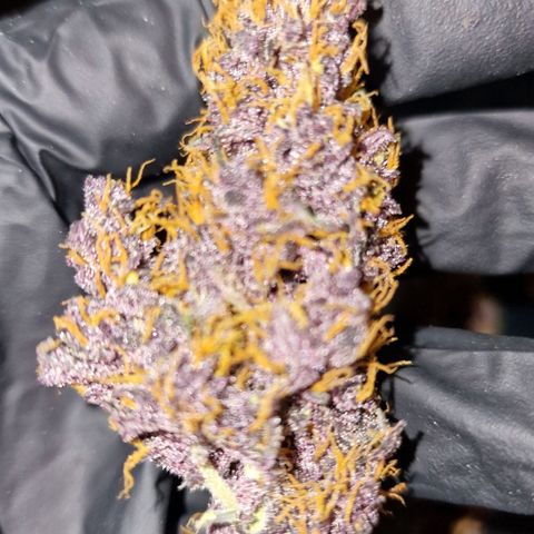 CG - El valle haze growlog timeline photo