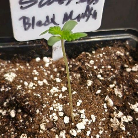 CG - El valle haze growlog timeline photo