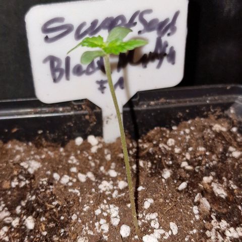 CG - El valle haze growlog timeline photo
