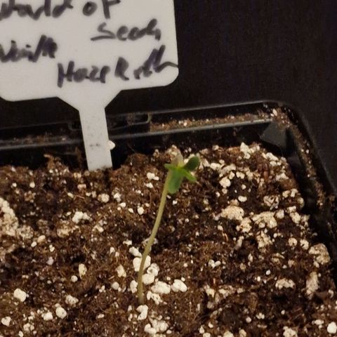 CG - El valle haze growlog timeline photo