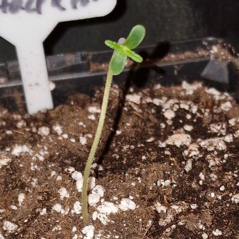 CG - El valle haze growlog timeline photo