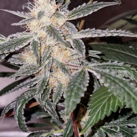 CG - El valle haze growlog timeline photo