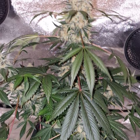 CG - El valle haze growlog timeline photo