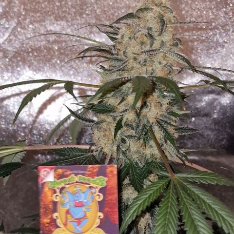 CG - El valle haze growlog timeline photo
