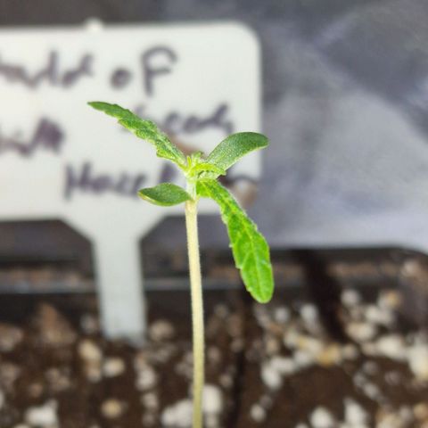 CG - El valle haze growlog timeline photo