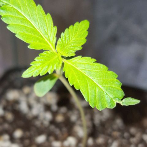 CG - El valle haze growlog timeline photo