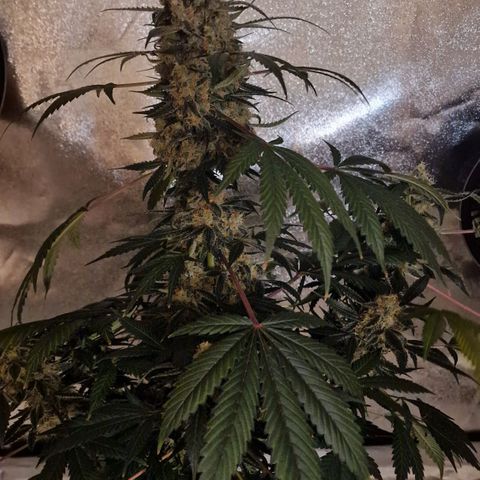 CG - El valle haze growlog timeline photo