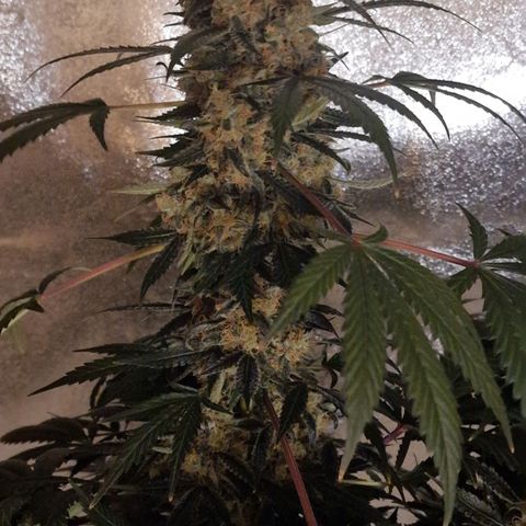 CG - El valle haze growlog timeline photo