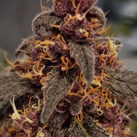 CG - El valle haze growlog timeline photo