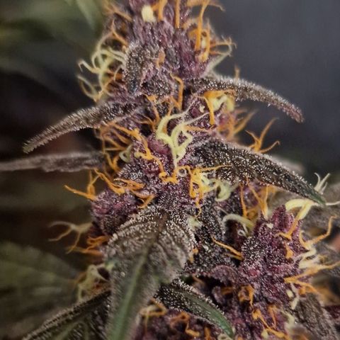 CG - El valle haze growlog timeline photo