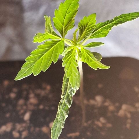 CG - El valle haze growlog timeline photo