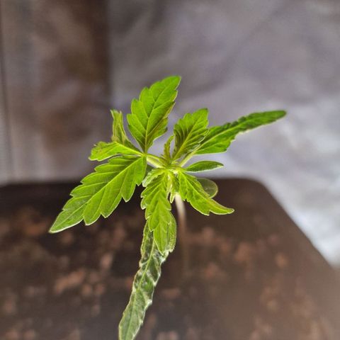 CG - El valle haze growlog timeline photo