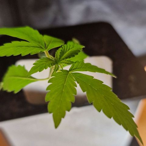 CG - El valle haze growlog timeline photo