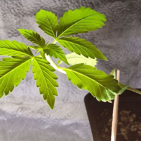 CG - El valle haze growlog timeline photo