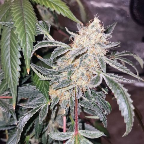 CG - El valle haze growlog timeline photo