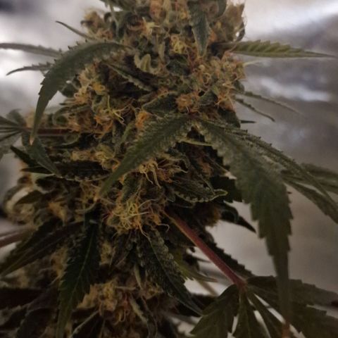 CG - El valle haze growlog timeline photo