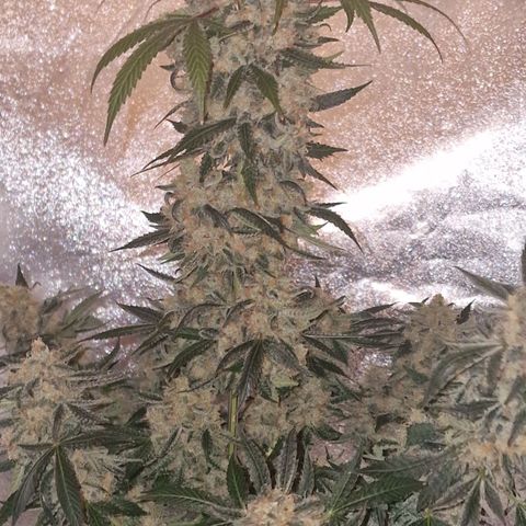 CG - El valle haze growlog timeline photo