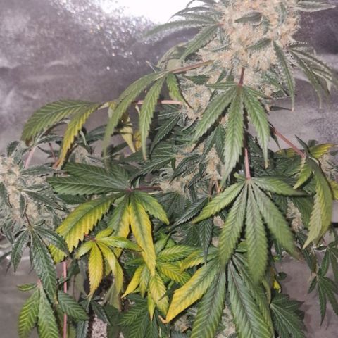 CG - El valle haze growlog timeline photo