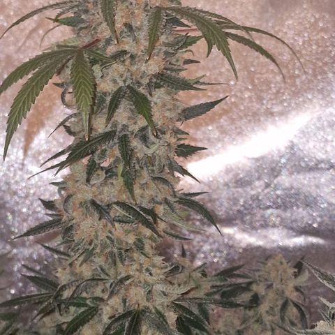 CG - El valle haze growlog timeline photo